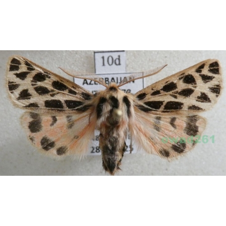 Chelis reticulata (Christoph, 1887) male Azerbaijan10d